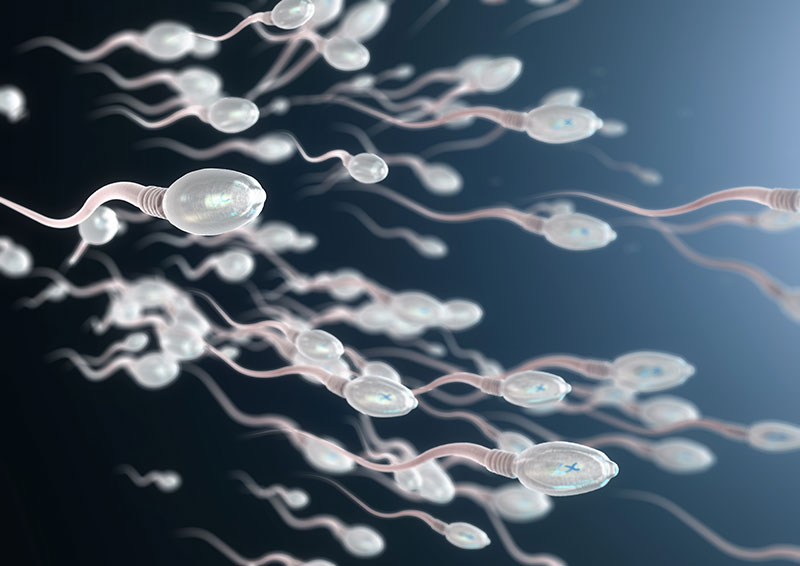 Spermien sind im Precum enthalten